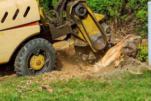 Trusted Roberta, GA Tree Service Experts